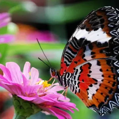 Butterfly Park Butterfly Park