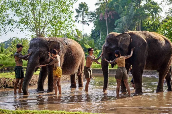 Elephant Mud Fun