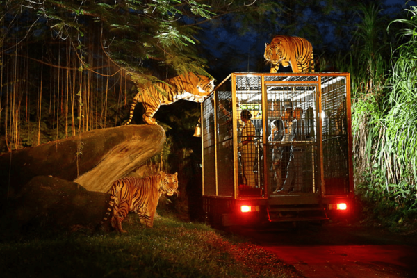 Night Safari